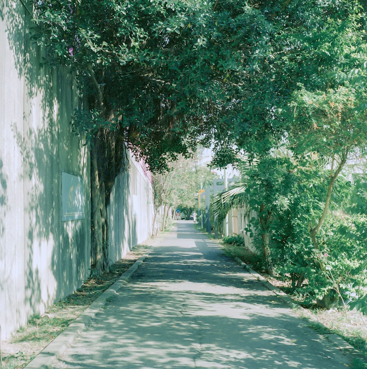 mororacco's profile picture. 栃木でトマトを栽培しています