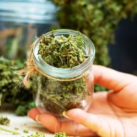 marijuanabuds (@marijuanabudd) 's Twitter Profile