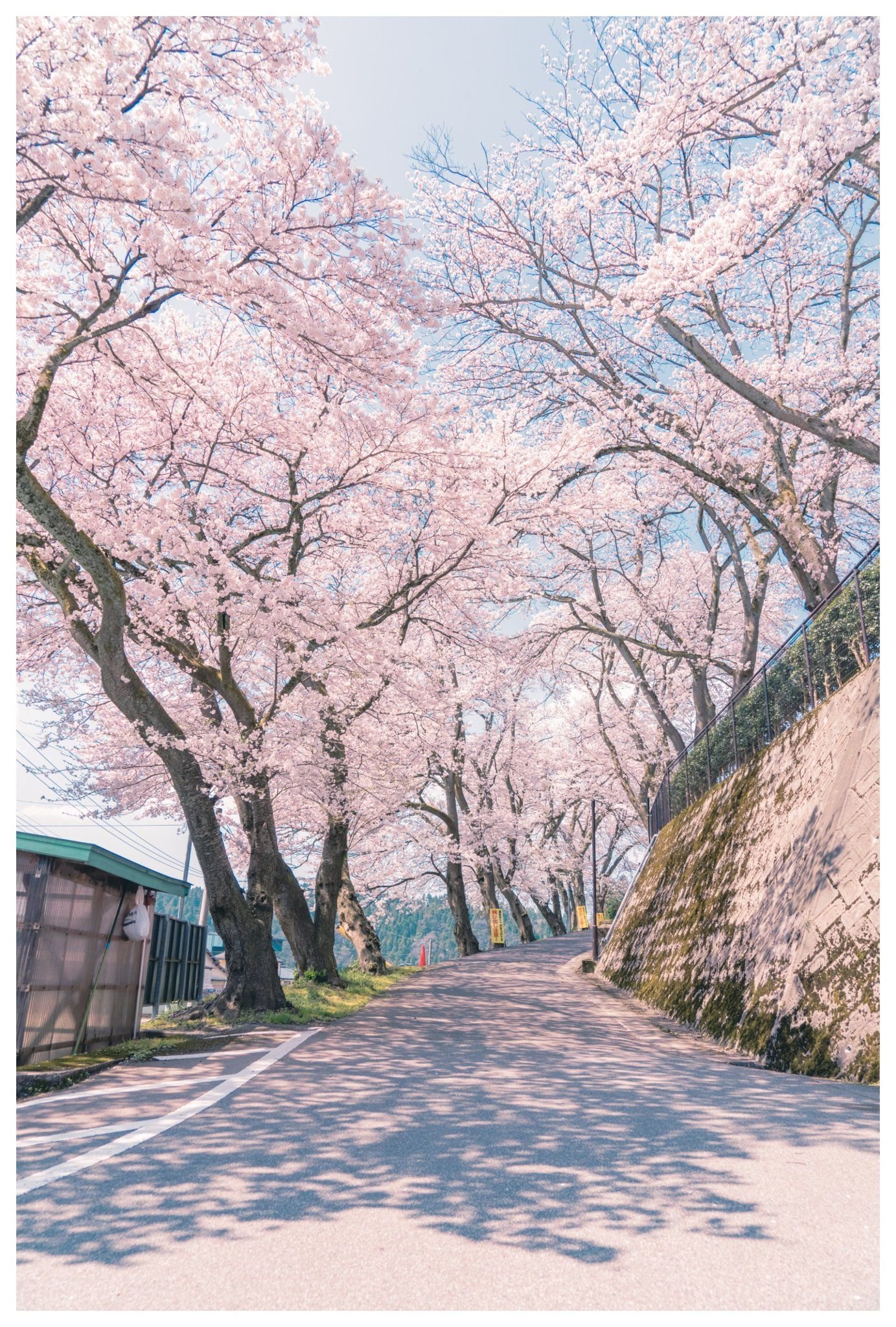 🐳From London 2 Shanghai 💻AI practicing 🎧🎮上海アリス幻樂団Touhou Fans☯️ & DOA🤔FGO😂 RTS&FTS&FPS&GAL🌚 👫👌👩🏻🤝👩🏼👩🏻🤝👩🏿👭👍🔞👍👍😂Nihon Anime Video 好き🥰