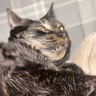 The_Cheeto13's profile picture. Free Tio till its backwards