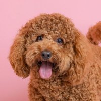 てりやき🐾 (@teriyaki_pon) 's Twitter Profile Photo てりやき🐾 (@teriyaki_pon) 's Twitter Profile Photo