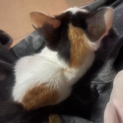 PitchananT63937's profile picture. 