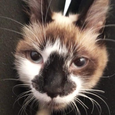 offstagevini's profile picture. VIdeo Editor