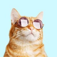 オカリナ (@okrn8start) 's Twitter Profile