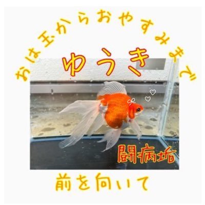 ♂ 関西住み 前を向いて 無言フォロー失礼します。基本的にうるさく連絡する方です。ご了承ください。おはよう玉サバ(金魚の種類)略しておは玉〜 スペースは良くやるので気軽に入ってください☺️ ファボ魔です。無言ブロックは悲しいのでしないでください。