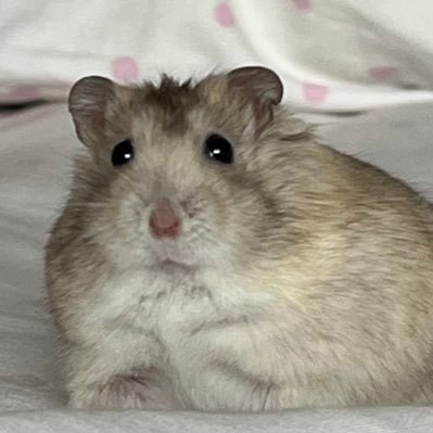 柠檬不萌wwwさんのプロフィール画像