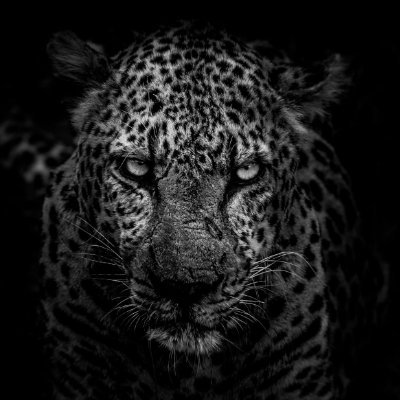 Pardus__6's profile picture. 