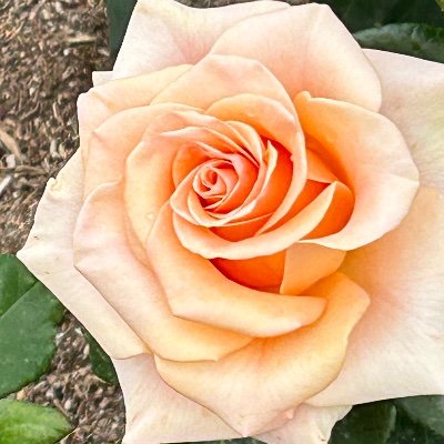 oboさんのプロフィール画像