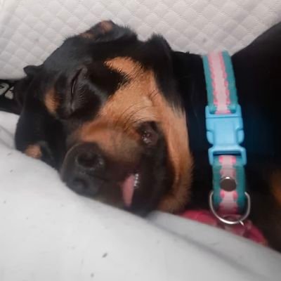 NicoAlRi81's profile picture. Antipetrista y anticomunista