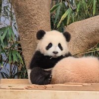لیدی پاندا (@littlee_panda) 's Twitter Profile