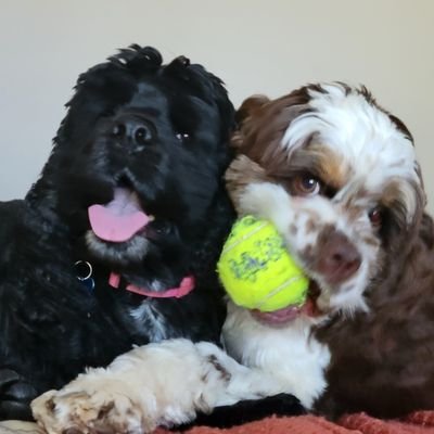 cockermom5's profile picture. Be the nasty woman you wish to see in the world.