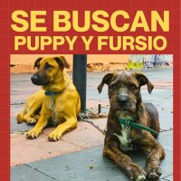 Justicia para Puppy y Fursio (@adrianadoissier) 's Twitter Profile Photo Justicia para Puppy y Fursio (@adrianadoissier) 's Twitter Profile Photo