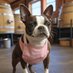 Small Dog Brewing (@smalldogbrewery) Twitter profile photo Small Dog Brewing (@smalldogbrewery) Twitter profile photo