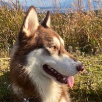 顔芸ハスキー'sの日常🐺 (@kaogei_huskys) 's Twitter Profile Photo 顔芸ハスキー'sの日常🐺 (@kaogei_huskys) 's Twitter Profile Photo