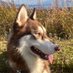 顔芸ハスキー'sの日常🐺 (@kaogei_huskys) Twitter profile photo 顔芸ハスキー'sの日常🐺 (@kaogei_huskys) Twitter profile photo