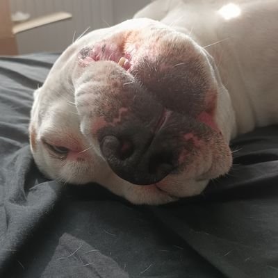 Ossandono1's profile picture. Just your average manga / anime and games enthusiast