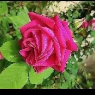 Küresel bakım. ilmi ledün, metafizik bakım , duru görü .. ilişki analizi
şair, yazar. İsmail