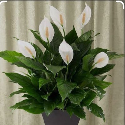 annie_bett4441's profile picture. 🌎🕊️☮️ 💙🇺🇸🇬🇷🇺🇦🐶 🎵🎭🎨⚾️🧘‍♂️♉️🟧🟦 Conspiracy theories brought them together & Conspiracy theories will tear them apart. “INFJ” 🚫 DM’s 🚫 Maga!