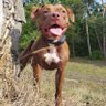 bandit_bulls's profile picture. 🐶 Lena the Pitbull  🐾

All rights reserved of All image material will remain property of Bandit Bulls Bootcamp https://t.co/BzH44Wr4Ds…