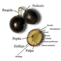 Hollejo de Rioja (@hollejoderioja) 's Twitter Profile
