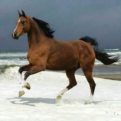 samiabudahem's profile picture. البساطة سر الجمال .
