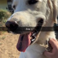 kirA (@dognut_zoo) 's Twitter Profile
