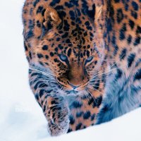 Poopy McGoo (@torgeir186723) 's Twitter Profile