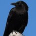 Lizzy DarkWings (@darkwingstweet) Twitter profile photo Lizzy DarkWings (@darkwingstweet) Twitter profile photo