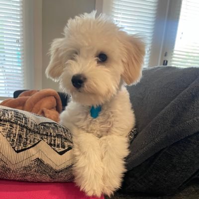 theeeno's profile picture. i just do stupid shit and troll. 🤷🏻‍♂️