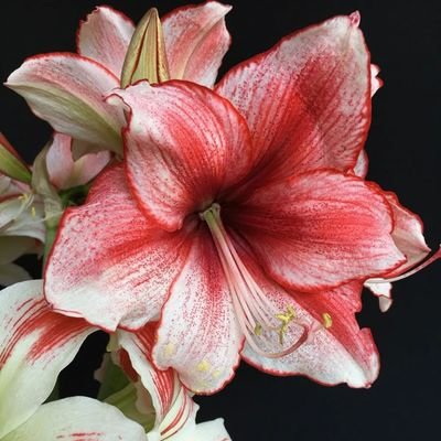 Amaryllis_742's profile picture. 