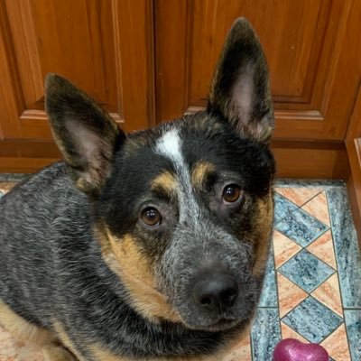 julespocket's profile picture. Inner West, latte-sipping, communications specialist. Dog lover, thinker, dreamer, philanthropist, gadget queen. All views are my own.