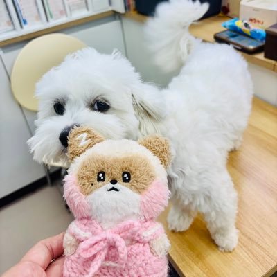 ALWAYS WITH ZHANG HAO🤍 たまに写真を撮る人。FRBご自由に。私たちの子犬、人狂わせジャンハオを愛でる日々🎻章昊 Zhang Hao 장하오 ❣️ハオビンは癒し%🧋ハニニとビニニのお散歩を見守るのが好き