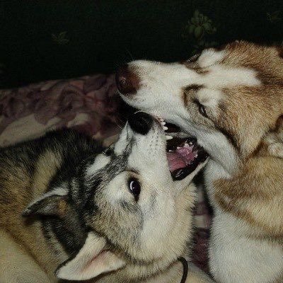 ccabress's profile picture. 