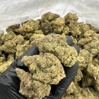Stonershub (@stonershub1) 's Twitter Profile