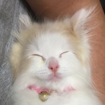 tf_yff's profile picture. ちわっす