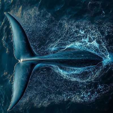 AminFtahamin6's profile picture. 