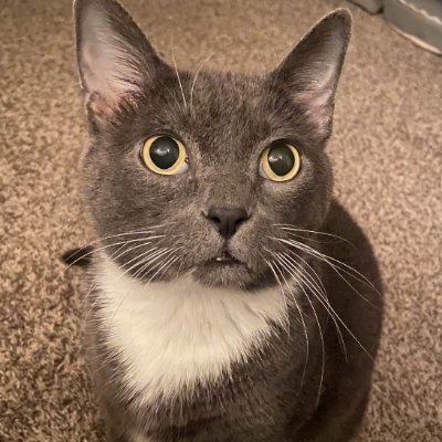 AwkwardKittyInc 🪐さんのプロフィール画像