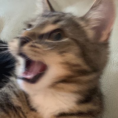 Greenizzyy's profile picture. opinions, politics, music