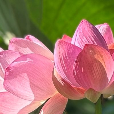 someiyoshino_12's profile picture. 推しが多くてどうしたらいいんですか