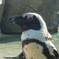 ぼんじり (@gogohinatarou) 's Twitter Profile Photo ぼんじり (@gogohinatarou) 's Twitter Profile Photo
