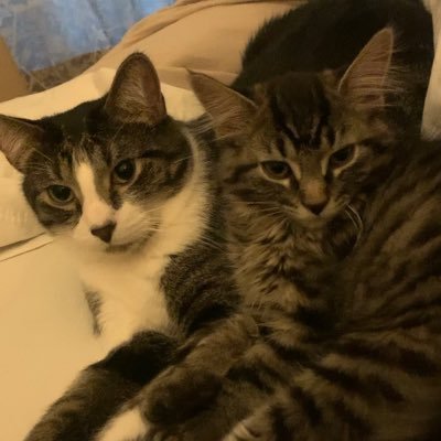 I love cats 🐈⬛ Owner of Jasper - FIV kitty and Chelsea who was found outside at 5 weeks old. Past owner of Zelda, Trixie and Raven. RIP 🌈 🐈⬛