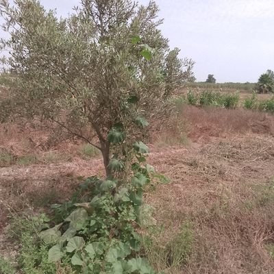 YAmrizik28967's profile picture. إحترم تحترم