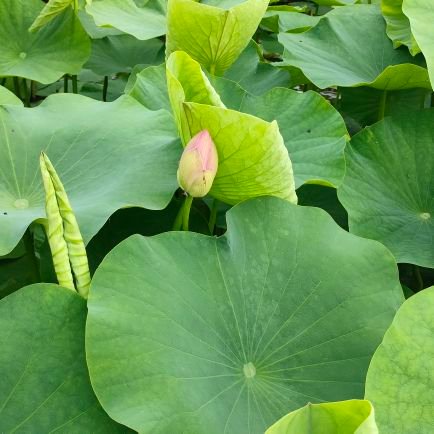 kjMRiwaj3I76498's profile picture. 好きなものを好きでいるために