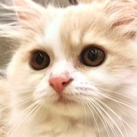Roger (@rogerthepcbguy) 's Twitter Profile