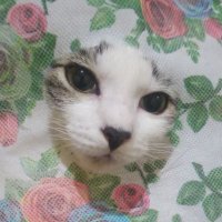 Lord_Pecel (✧ᴗ✧) (@apajadeh291) 's Twitter Profile