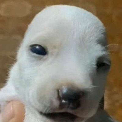 meamdolayo's profile picture. Gonna start getting active on twt !!
No.1 Inner Circle & Rival Esports glazer
예
이너서클사랑해뇨..