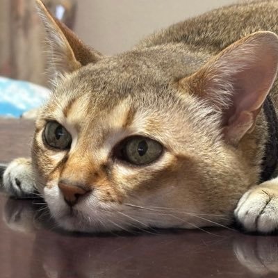 AFVプラモ作りがメインになってオマケでバイクとF1作っているじい様です。基本はストレート組みのヘタレ。無言フォロー失礼します。必ずフォロバしますのでモデラーさんのフォローお待ちしております。