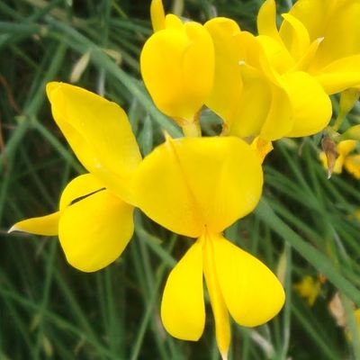 Fiore di Ginestraさんのプロフィール画像