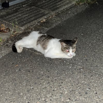 owとアニメが好きなオタクです 配信します twitch→https://t.co/JYgNxzLeNd