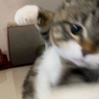 mingmeng🍰 (@mysouliscake) 's Twitter Profile